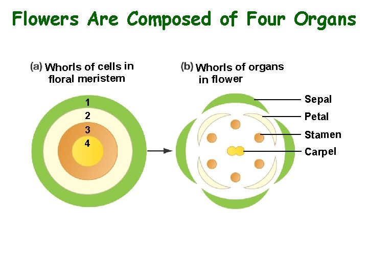 Flowers Are Composed of Four Organs Whorls of cells in floral meristem 1 2