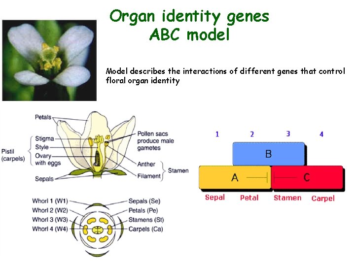 Organ identity genes ABC model • Model describes the interactions of different genes that