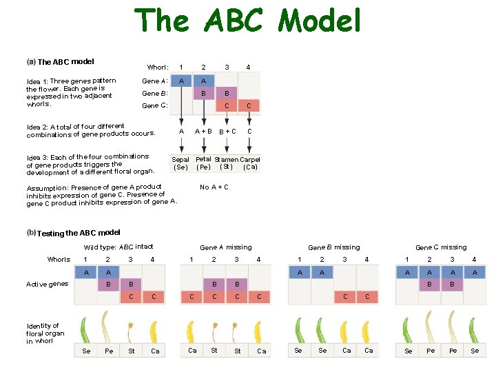 The ABC Model The ABC model Idea 1: Three genes pattern the flower. Each