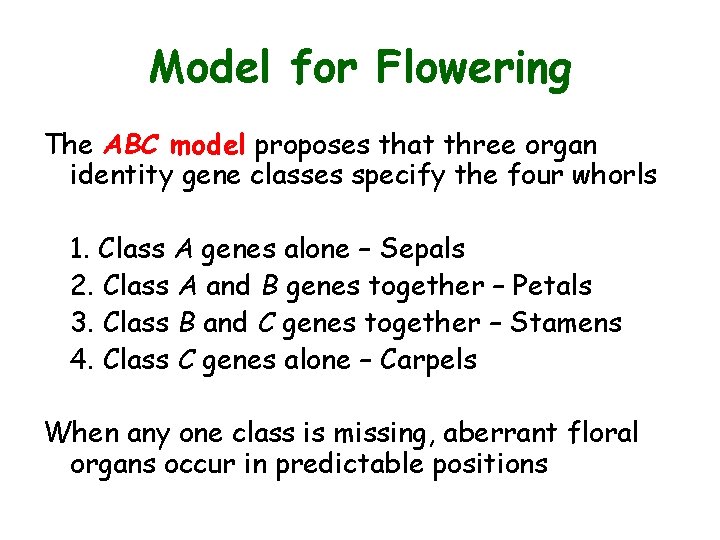Model for Flowering The ABC model proposes that three organ identity gene classes specify
