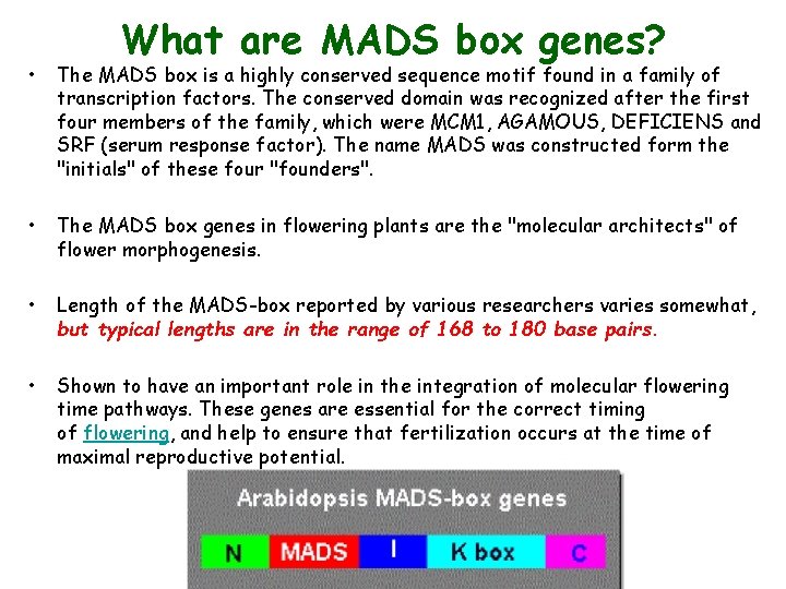 What are MADS box genes? • The MADS box is a highly conserved sequence
