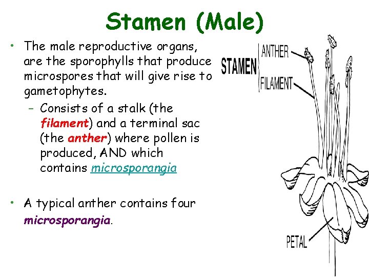 Stamen (Male) • The male reproductive organs, are the sporophylls that produce microspores that