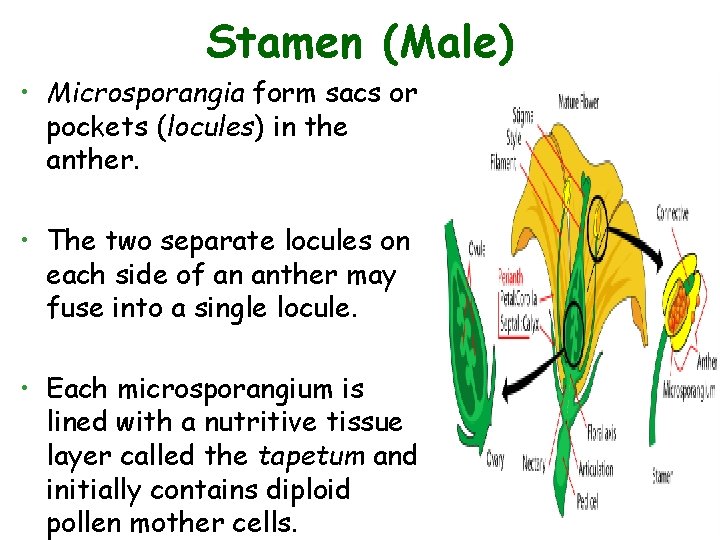 Stamen (Male) • Microsporangia form sacs or pockets (locules) in the anther. • The