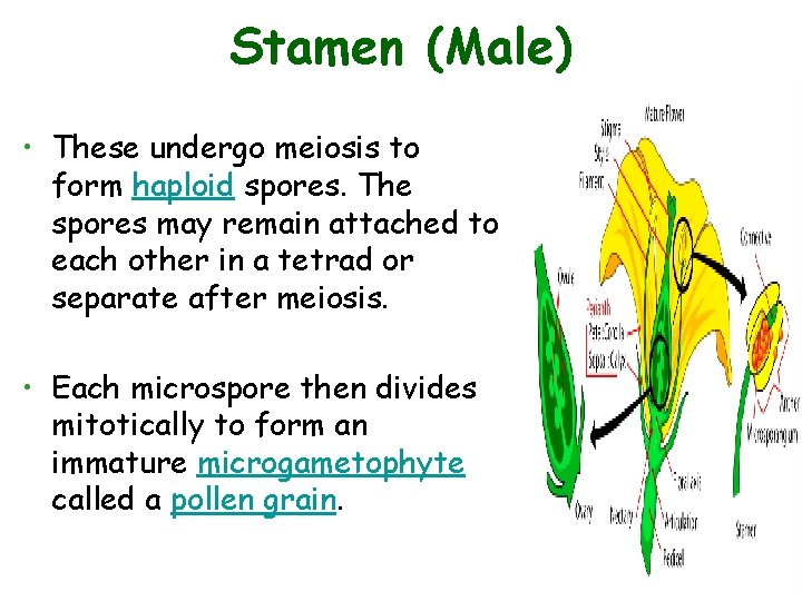 Stamen (Male) • These undergo meiosis to form haploid spores. The spores may remain