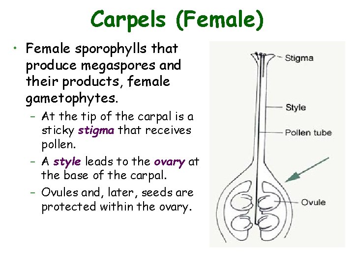 Carpels (Female) • Female sporophylls that produce megaspores and their products, female gametophytes. –