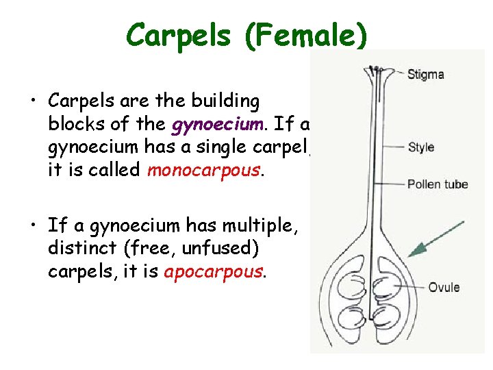 Carpels (Female) • Carpels are the building blocks of the gynoecium. If a gynoecium