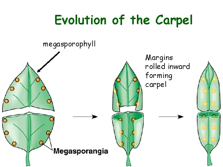Evolution of the Carpel megasporophyll Margins rolled inward forming carpel 