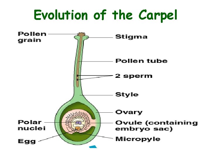 Evolution of the Carpel 