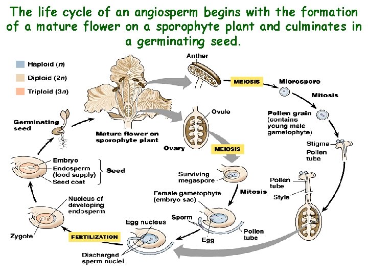 The life cycle of an angiosperm begins with the formation of a mature flower