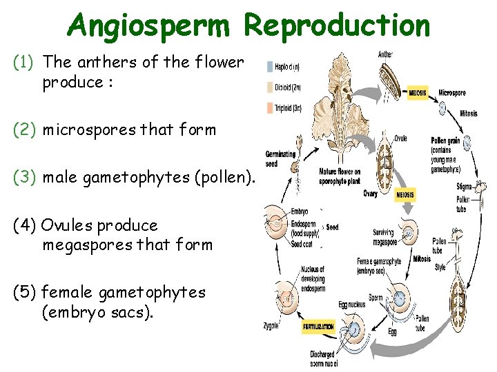 Angiosperm Reproduction (1) The anthers of the flower produce : (2) microspores that form