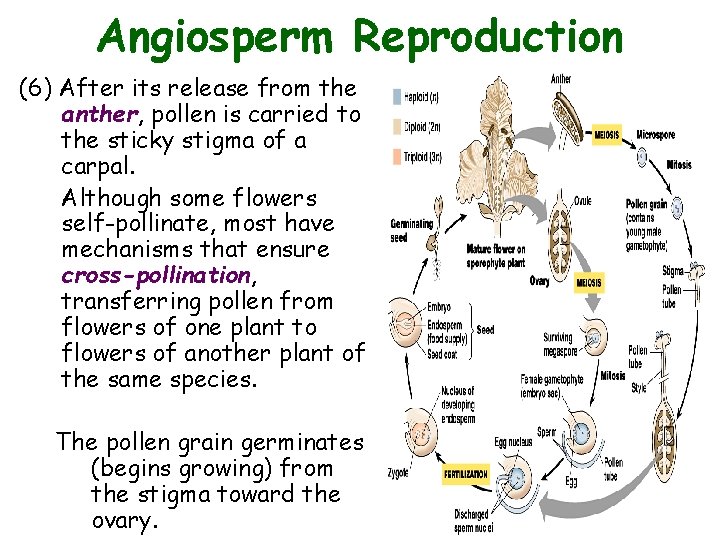 Angiosperm Reproduction (6) After its release from the anther, pollen is carried to the