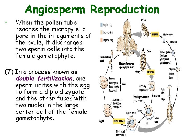 Angiosperm Reproduction • When the pollen tube reaches the micropyle, a pore in the