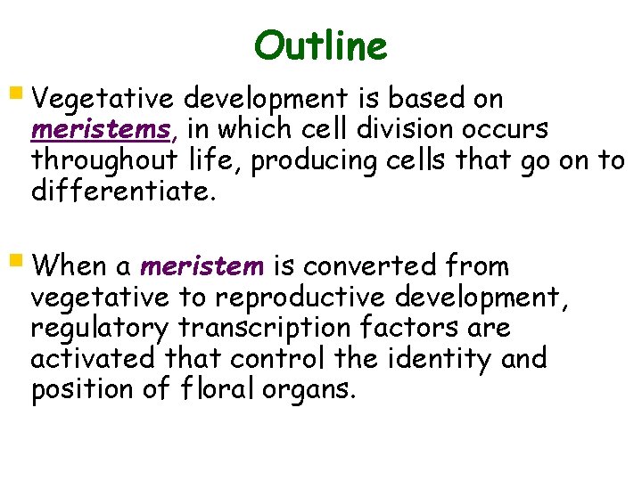 Outline § Vegetative development is based on meristems, in which cell division occurs throughout
