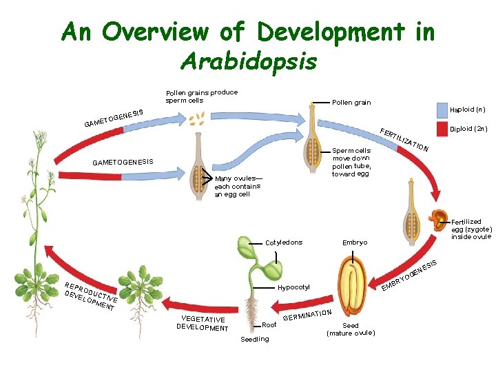 An Overview of Development in Arabidopsis • hgchgc Pollen grains produce sperm cells Pollen