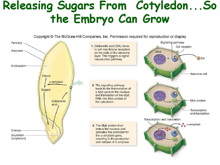 Releasing Sugars From Cotyledon. . . So the Embryo Can Grow 