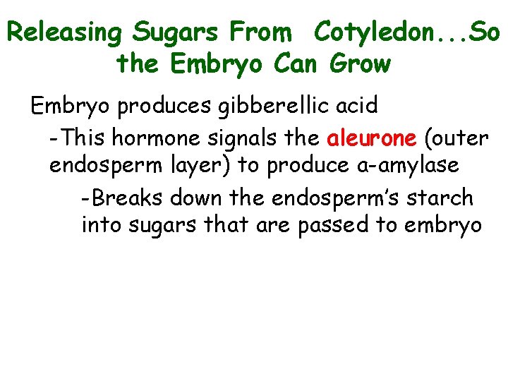 Releasing Sugars From Cotyledon. . . So the Embryo Can Grow Embryo produces gibberellic