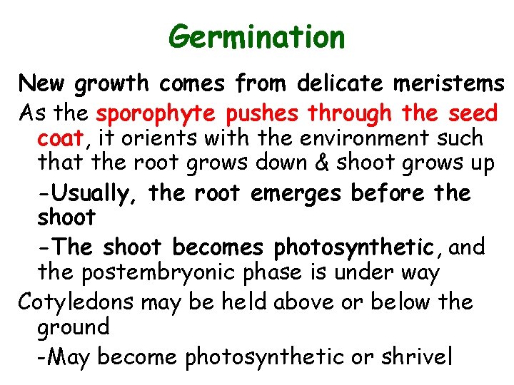 Germination New growth comes from delicate meristems As the sporophyte pushes through the seed
