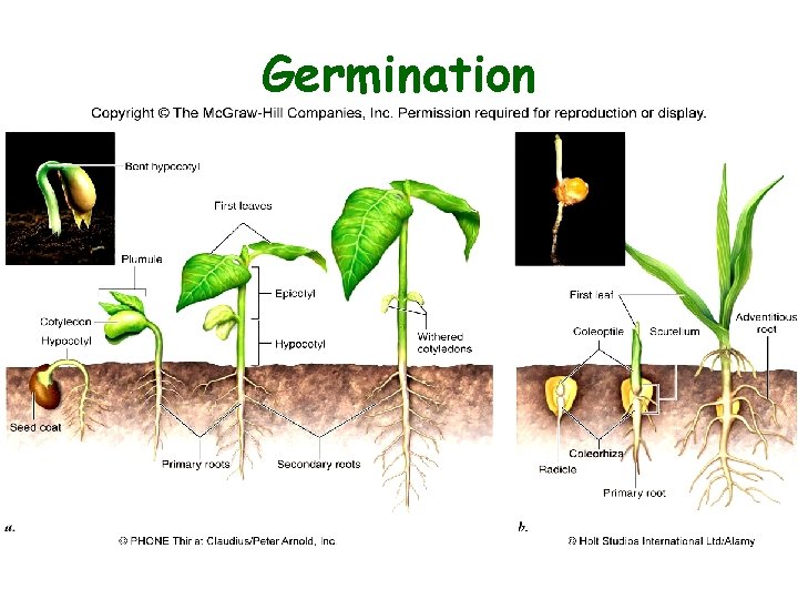 Germination 
