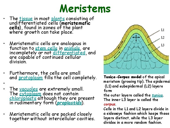 Meristems • The tissue in most plants consisting of undifferentiated cells (meristematic cells), found