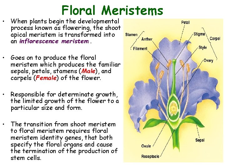 Floral Meristems • When plants begin the developmental process known as flowering, the shoot