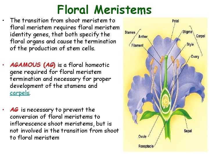 Floral Meristems • The transition from shoot meristem to floral meristem requires floral meristem