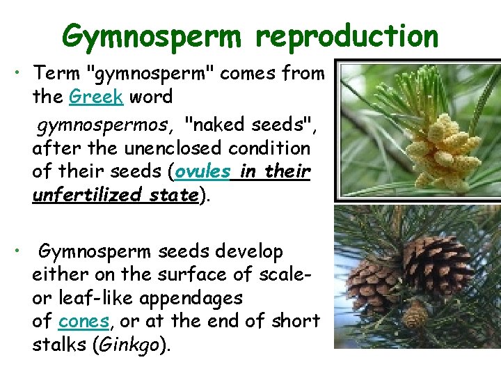 Gymnosperm reproduction • Term "gymnosperm" comes from the Greek word gymnospermos, "naked seeds", after
