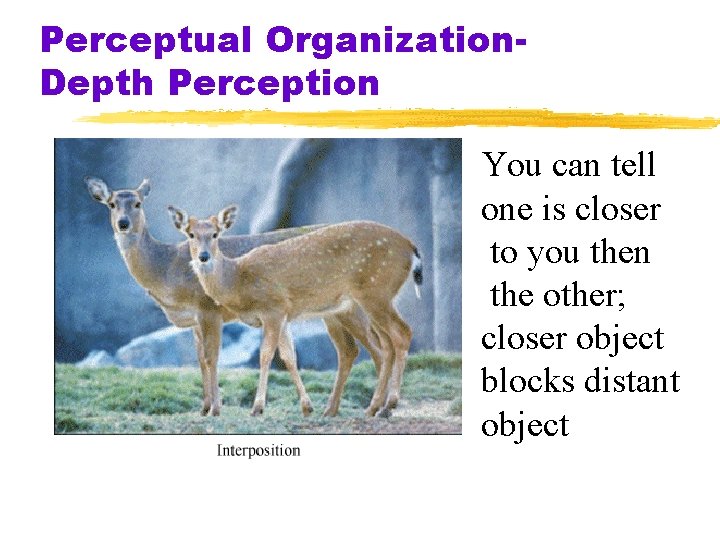 Perceptual Organization. Depth Perception You can tell one is closer to you then the