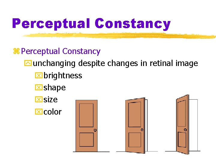 Perceptual Constancy z Perceptual Constancy yunchanging despite changes in retinal image xbrightness xshape xsize