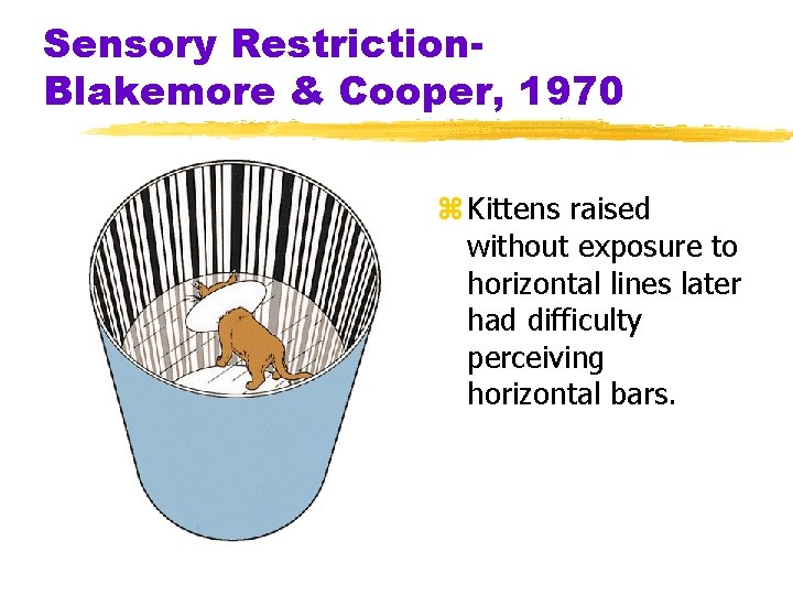 Sensory Restriction. Blakemore & Cooper, 1970 z Kittens raised without exposure to horizontal lines