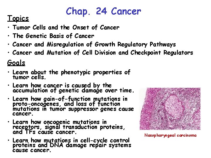 Topics Chap 24 Cancer Tumor Cells and the