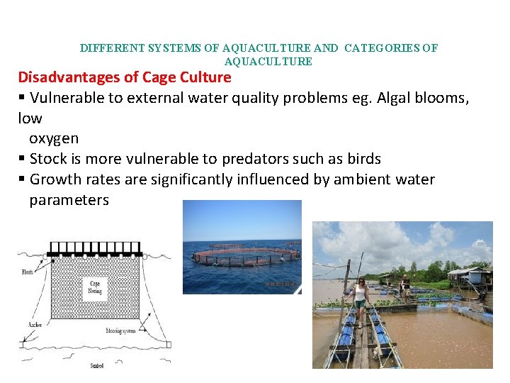 DIFFERENT SYSTEMS OF AQUACULTURE AND CATEGORIES OF AQUACULTURE Disadvantages of Cage Culture § Vulnerable