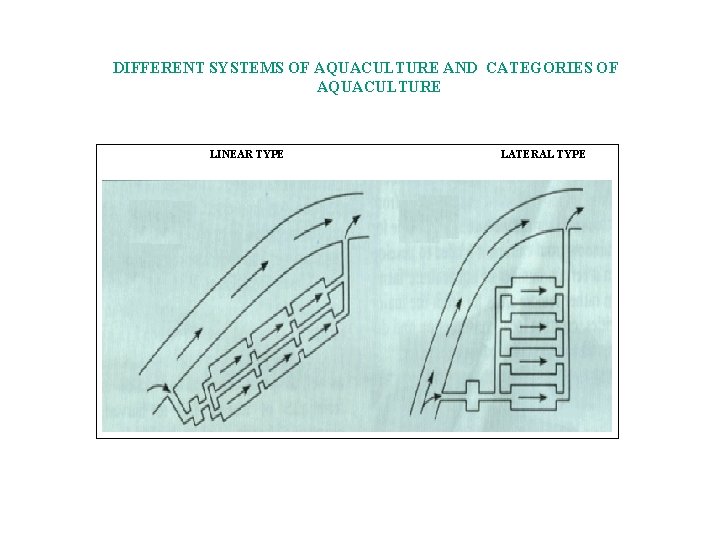 DIFFERENT SYSTEMS OF AQUACULTURE AND CATEGORIES OF AQUACULTURE LINEAR TYPE LATERAL TYPE 