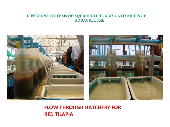 DIFFERENT SYSTEMS OF AQUACULTURE AND CATEGORIES OF AQUACULTURE FLOW THROUGH HATCHERY FOR RED TILAPIA