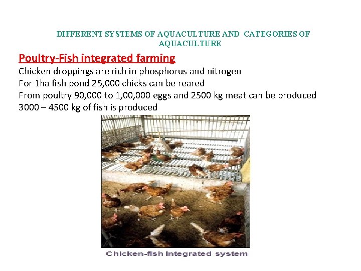 DIFFERENT SYSTEMS OF AQUACULTURE AND CATEGORIES OF AQUACULTURE Poultry-Fish integrated farming Chicken droppings are