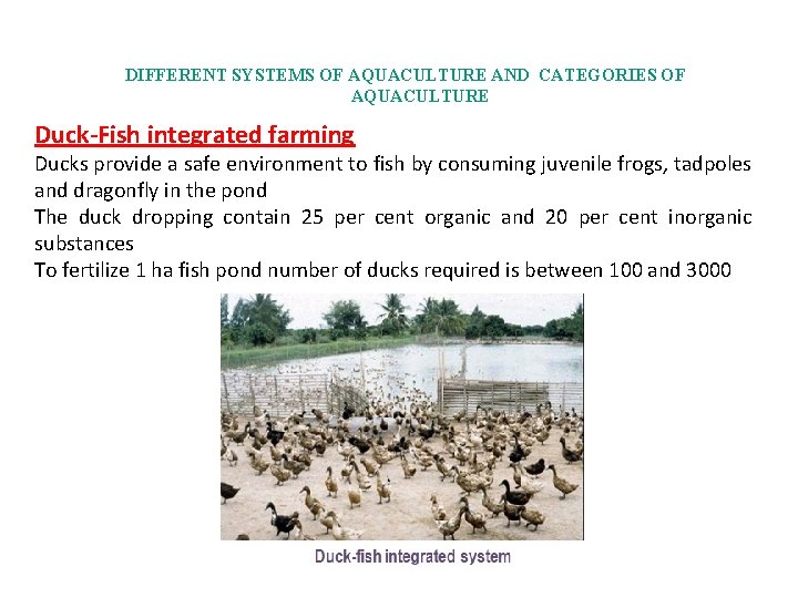 DIFFERENT SYSTEMS OF AQUACULTURE AND CATEGORIES OF AQUACULTURE Duck-Fish integrated farming Ducks provide a