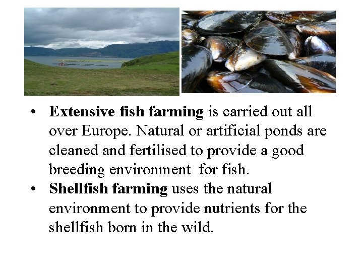  • Extensive fish farming is carried out all over Europe. Natural or artificial