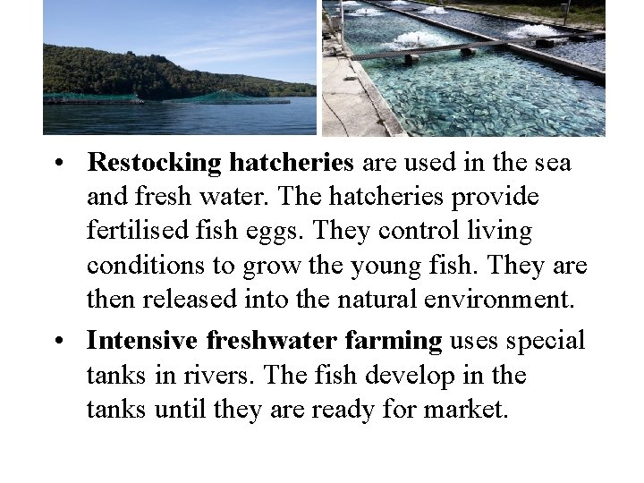  • Restocking hatcheries are used in the sea and fresh water. The hatcheries