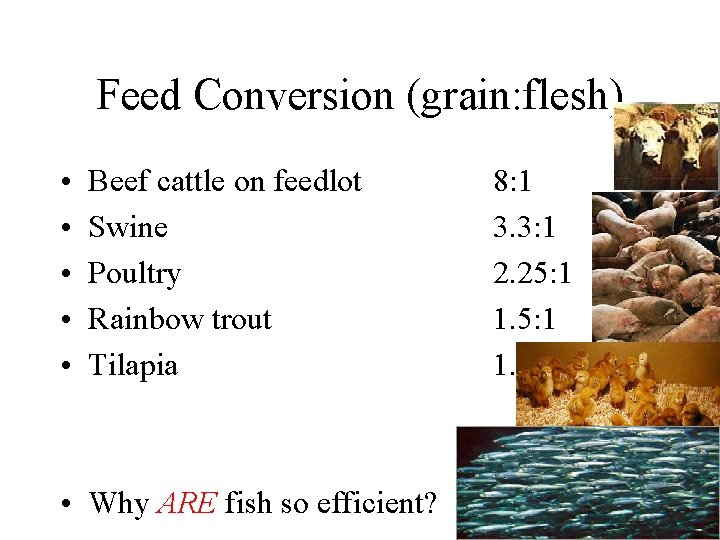 Feed Conversion (grain: flesh) • • • Beef cattle on feedlot Swine Poultry Rainbow