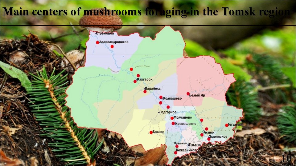 Main centers of mushrooms foraging in the Tomsk region 10 