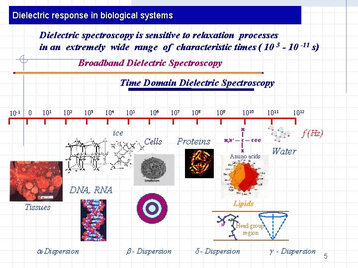 Dielectric response in biological systems Dielectric spectroscopy is sensitive to relaxation processes in an