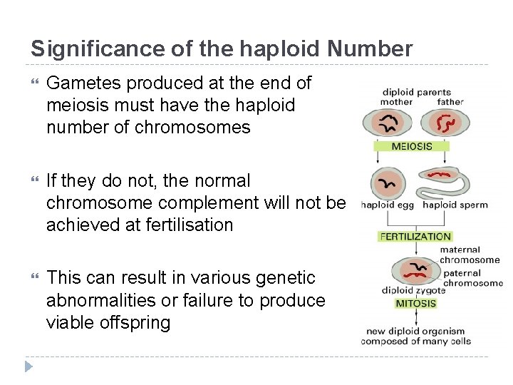 Significance of the haploid Number Gametes produced at the end of meiosis must have