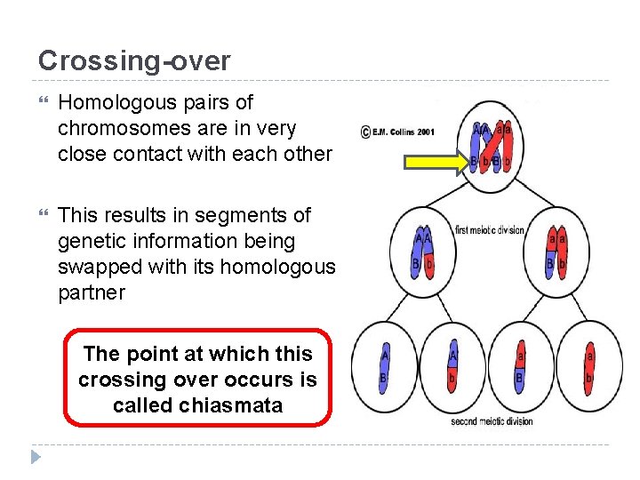 Crossing-over Homologous pairs of chromosomes are in very close contact with each other This