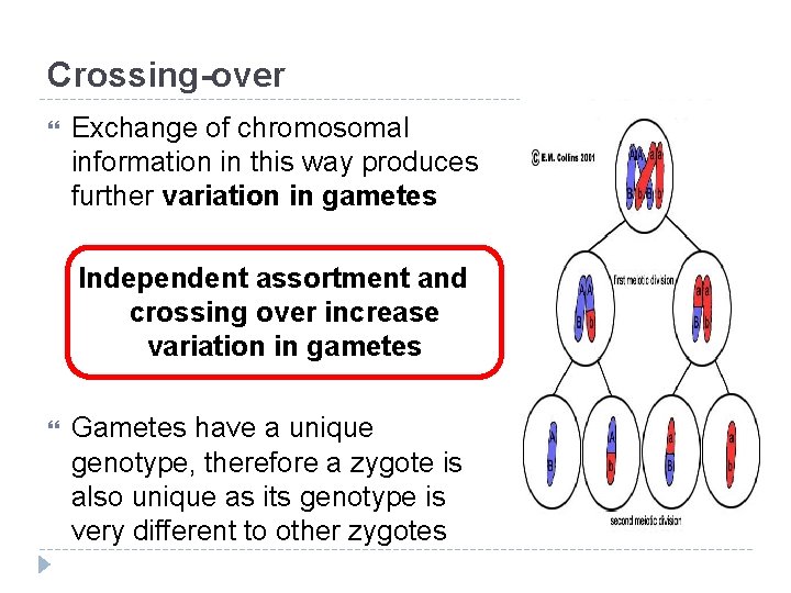 Crossing-over Exchange of chromosomal information in this way produces further variation in gametes Independent