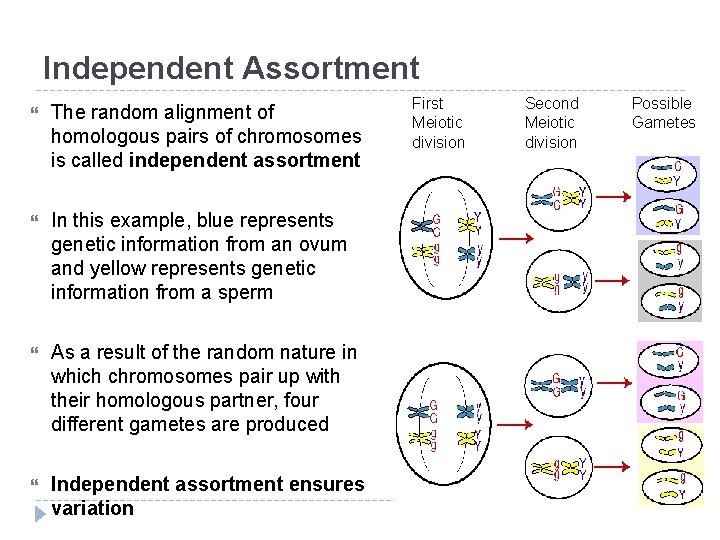 Independent Assortment The random alignment of homologous pairs of chromosomes is called independent assortment