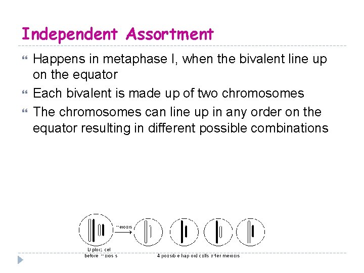 Independent Assortment Happens in metaphase I, when the bivalent line up on the equator