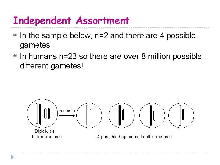 Independent Assortment In the sample below, n=2 and there are 4 possible gametes In