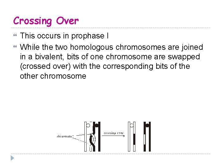 Crossing Over This occurs in prophase I While the two homologous chromosomes are joined
