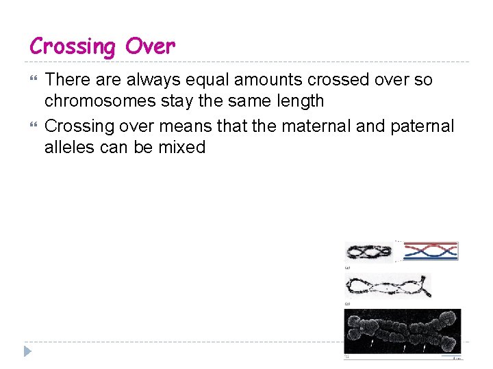 Crossing Over There always equal amounts crossed over so chromosomes stay the same length