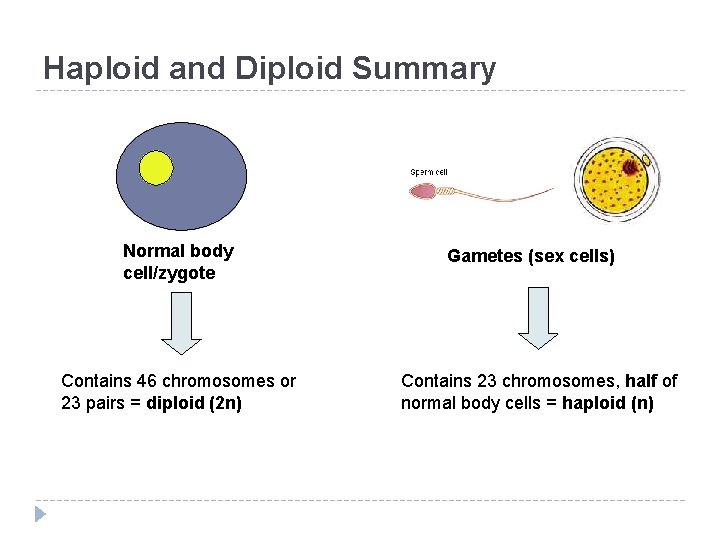 Haploid and Diploid Summary Normal body cell/zygote Contains 46 chromosomes or 23 pairs =