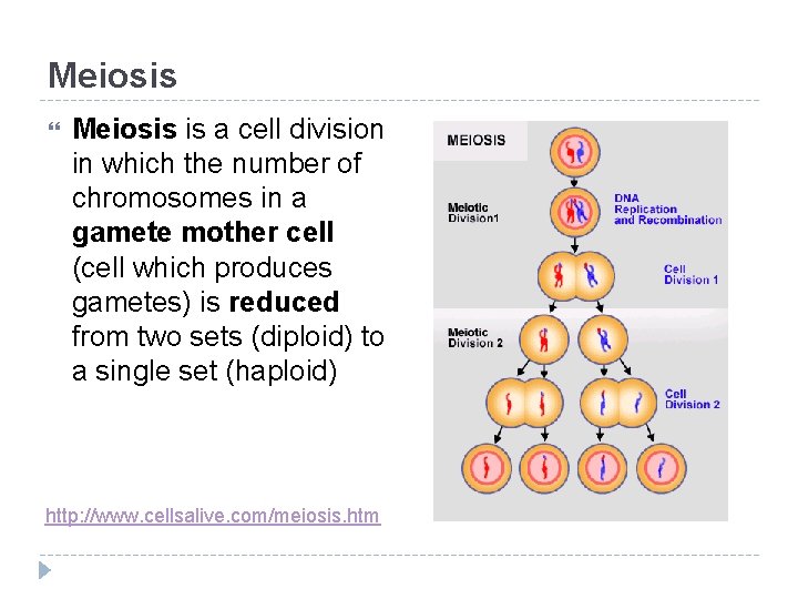 Meiosis is a cell division in which the number of chromosomes in a gamete
